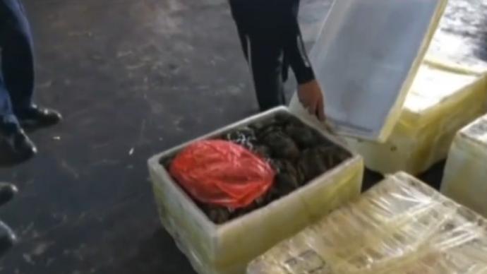 重量超2吨，广州查获万余只瞒报出口大闸蟹
