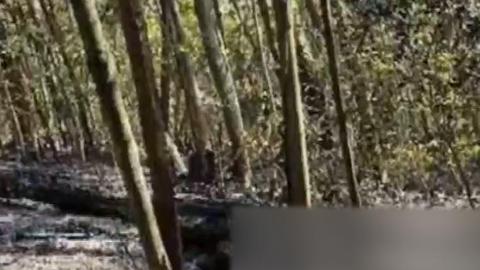 视频 澎湃新闻 thepaper.cn