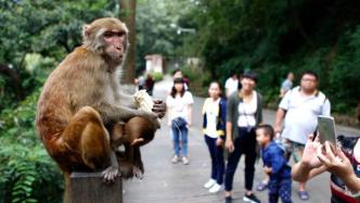 直播录像丨有种嚣张叫黔灵山的猴子！看贵阳人与猴的“相爱相杀”