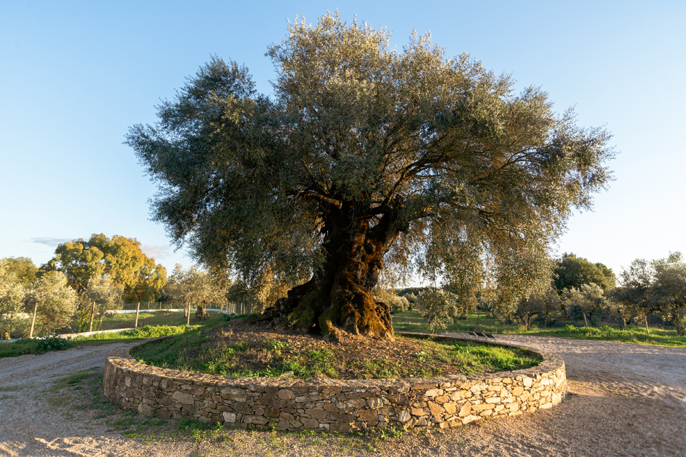 当地时间2021年12月6日报道，葡萄牙阿布兰特什的一棵橄榄树已有3350年的“高寿”，至今仍然在生长橄榄。