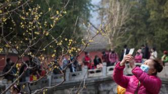 北京植物园卧佛寺里蜡梅绽放