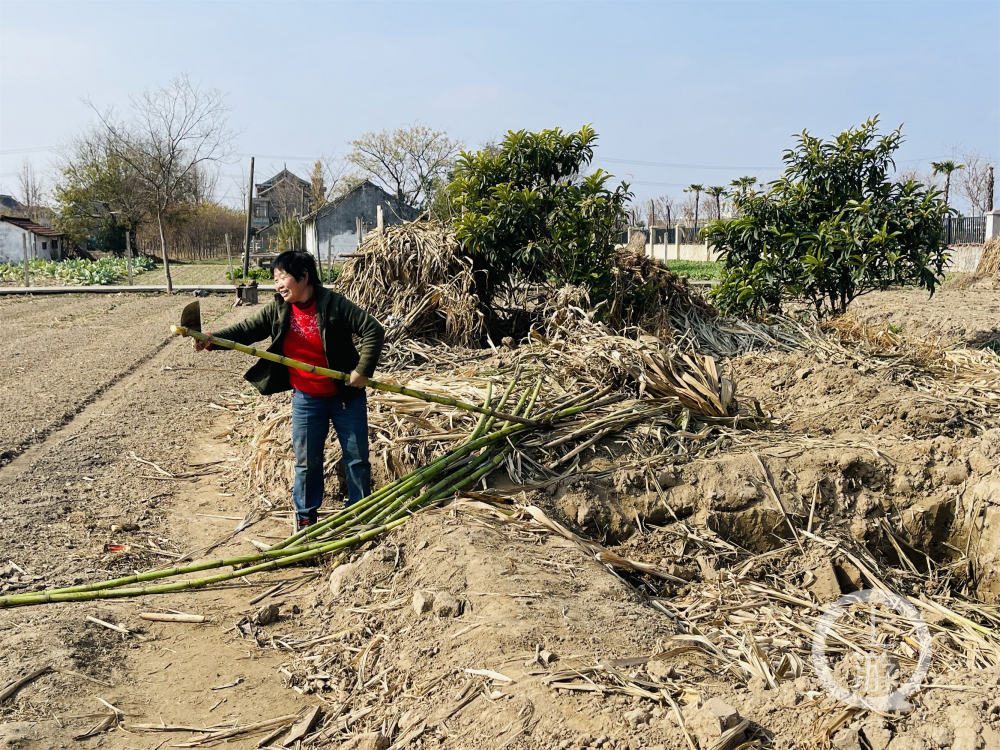 12月8日，江苏海门，倪先生的老伴正在处理储藏在地窖里的甘蔗。摄影/上游新闻记者 时婷婷