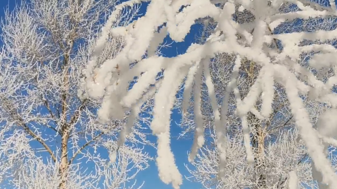 大雪节气大雪来，黑龙江黑河一夜大雪后现雾凇奇观