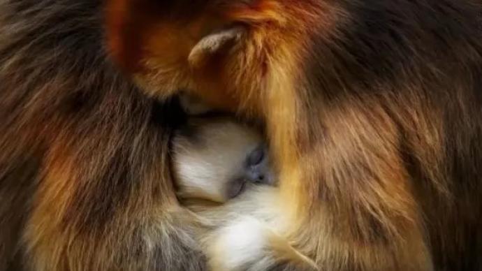 摄影师拍金丝猴家庭生活获国际奖项：让世界看见秦岭野生动物