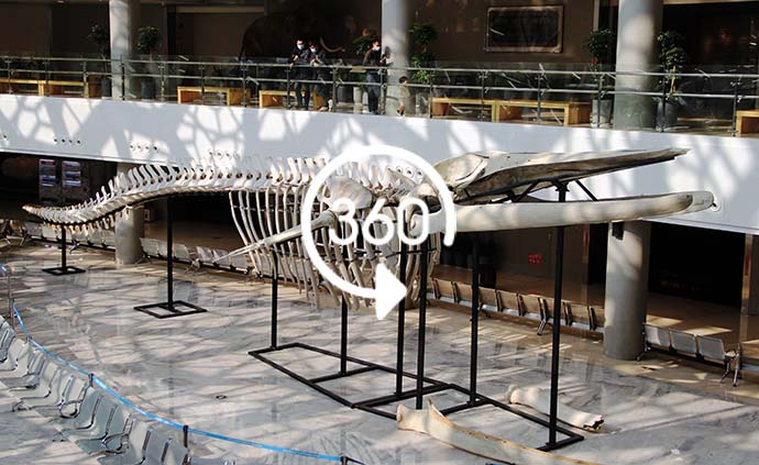 VR视频｜4年前在上海搁浅死亡的长须鲸近日“回到”自然博物馆