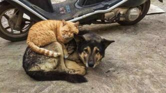 狗和猫，谁更聪明？