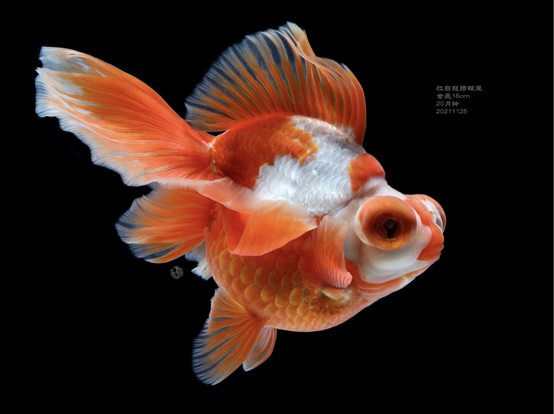 中国图库-动物-金鱼悠悠壁纸