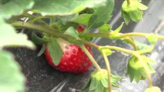 今冬草莓延迟上市产量少价格高，上海1斤草莓批发价近30元