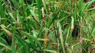 揭秘水稻与病原菌争夺的重要装备，上海科学家研究上《自然》