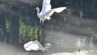 上海中心城区里的自然野趣！在家门口水岸湿地看“飞鸟翔集”