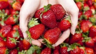 专家：出血热和吃草莓没有直接关系，人传人非常罕见
