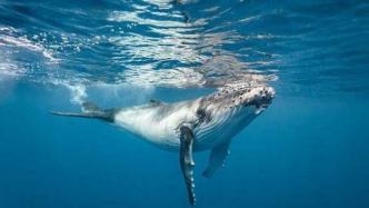 中科院研究：噪音污染导致鲸类听觉损伤或是群发搁浅的原因