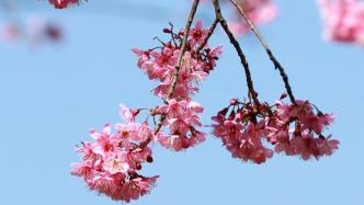 四季如春！云南昆明红塔西路冬樱花绚烂绽放