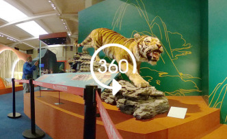 360°全景｜中国吉祥文化特展亮相上海市历史博物馆