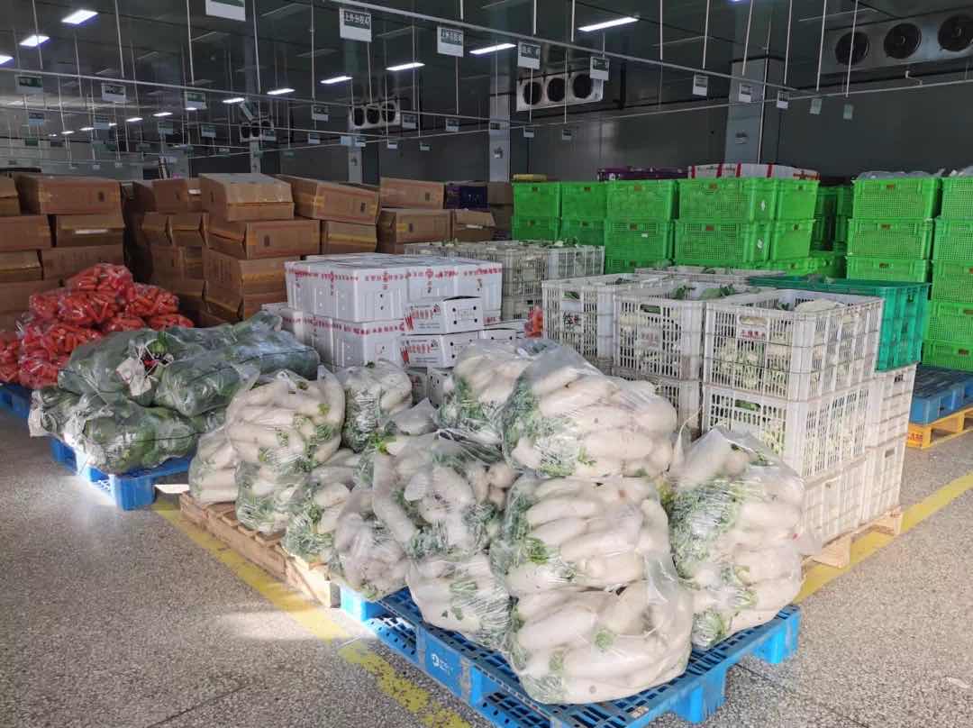 防寒进行时丨手握“防寒防冻指南”，上海崇明农户抢收蔬菜