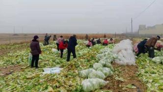 对话捐十万斤蔬菜支援西安菜农：第一批收获，捐出去很有意义