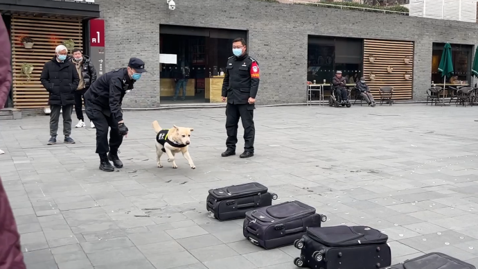 网红民警与“魔都”K9警犬队联动，这场法制宣传软萌又硬核