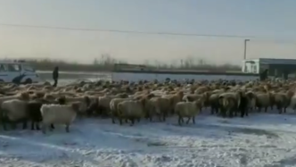民警零下30℃暴雪中搜寻3小时，营救牧民找回800只羊