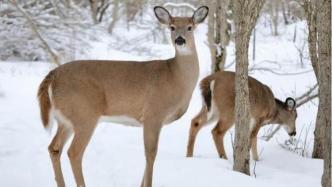 白尾鹿可能成为新冠病毒库？美国鹿群发现至少3种新冠变体