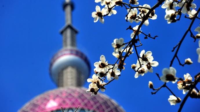 一朵花的軟實力①｜上海市花白玉蘭的誕生始末與象征意義
