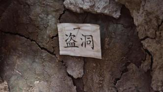 汉文帝霸陵“盗墓风云”：田地里现盗洞，文物曾在拍卖会出现
