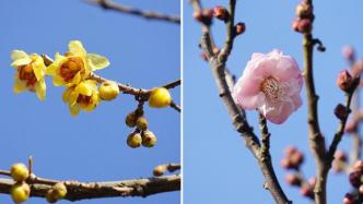 梅花和蜡梅同时绽放，上海植物园此前从未有此记录