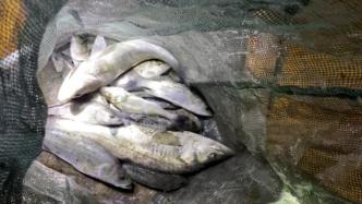自然保护区里捕鱼？上海连破两起长江口非法捕捞水产品案件