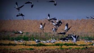 罕见灰鹤首次现身太湖，成群候鸟到苏州越冬