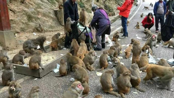 深觀察｜黔靈山猴群分流，為何遭遇“猴爸猴媽”反對？