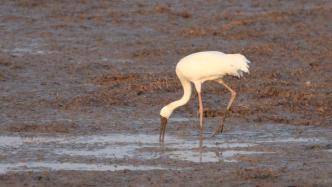 崇明东滩再度发现国家一级保护动物白鹤，它可能“迷路”了