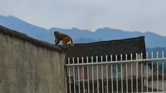 桂林一猕猴争夺猴王失败后进了幼儿园