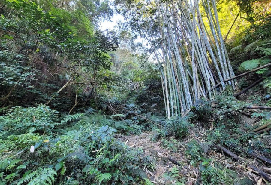 台媒：台湾卧龙洞景点发生离奇命案，3具遗体吊挂树林