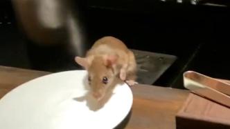 上海璞丽酒店就老鼠事件致歉顾客，消杀公司：老鼠为外部侵入