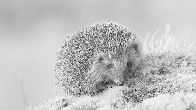 《自然》：刺猬200年前就已携带耐抗生素的超级细菌