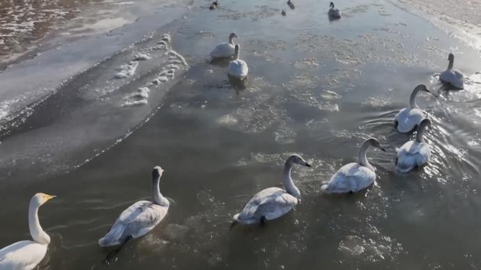 瞰见｜甘肃张掖：湿地天鹅悠然越冬