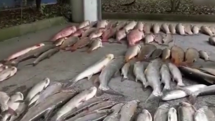 团伙在长江流域非法捕捞，警方现场查获渔获物600余斤