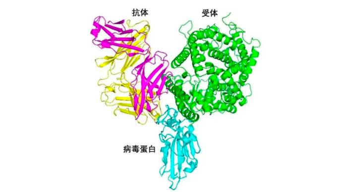 疫苗、抗体如何应对新冠突变？清华大学张林琦等详解研发思路