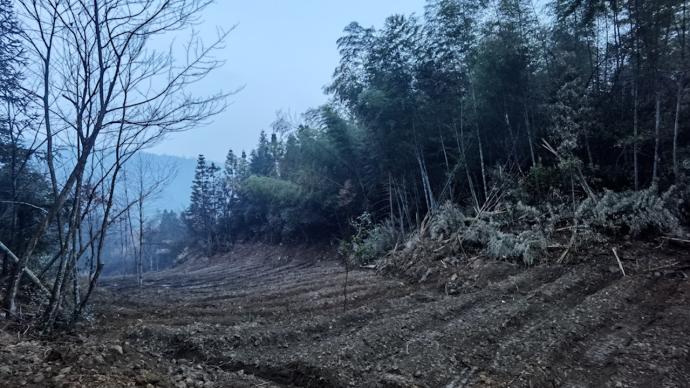 九江修水红豆杉保护区261亩植被遭毁坏，主要嫌疑人已刑拘