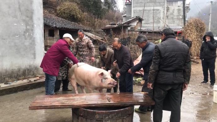 湖北十堰农村土法杀年猪迎春节，传统手艺将回忆拉满