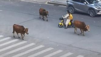 华南农大回应“牛群漫步校园”：教学用牛，专人看管