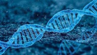 新研究挑战DNA随机突变进化理论，助力对抗癌症