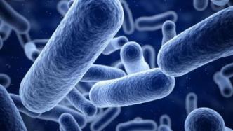 《科学》：新冠死亡率低或与肠内这种细菌有关