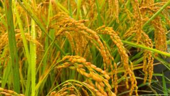 气候变暖威胁世界粮食安全，“调制”基因让水稻从此不怕热