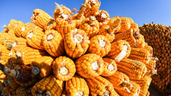 玉米品种鲁单510破纪录：亩产980.92公斤，稳产性强