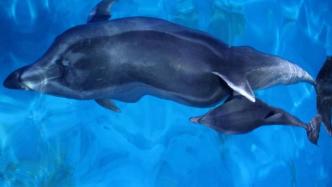 华中首只人工保育环境自然分娩宽吻海豚降生武汉，正学游泳