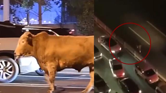 市民驚呼馬路出現(xiàn)獅子,長(zhǎng)沙警方:是一頭小黃牛