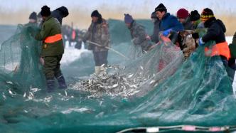 直播录像丨千里冰封，看新疆乌伦古湖冰上拉网“踏雪寻鱼”