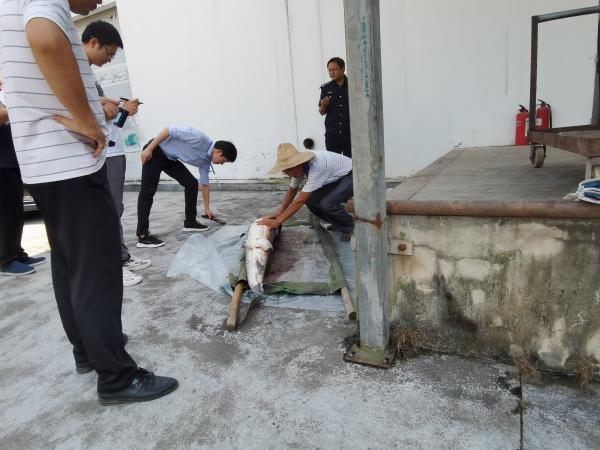 当地渔政部门工作人员见证下，三峡集团中华鲟研究所工作人员对死亡中华鲟解剖。