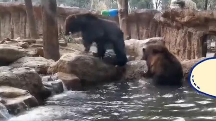 有好吃的谁还冬眠？南京两棕熊每天狂吃28公斤食物