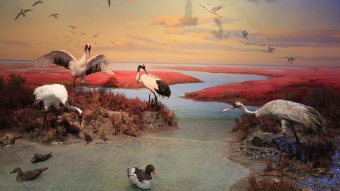 世遗录｜中国黄海湿地博物馆开放，诠释“人与自然和谐共生”